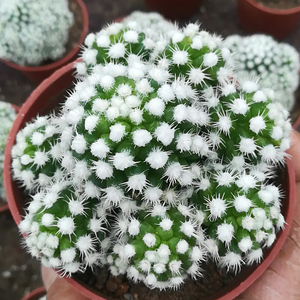 新多肉植物仙人掌仙人球明日台姬办公室阳香客厅吸甲醛净化空气.