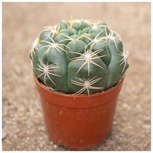 高档天王稀有品种开花仙人球室内面台桌人防辐射趣味小x盆栽特ins