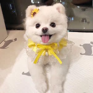 纯种博美幼犬活体小型长不大动物活物茶杯可爱俊介犬家养宠物狗狗