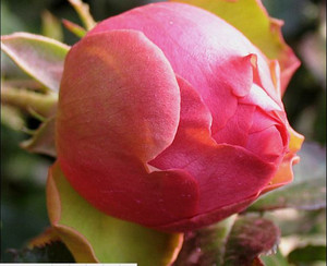 伊芙梦幻华尔兹 伊芙华尔兹之舞浓香抗病勤花月季花苗.