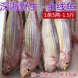 北部湾北海金线鱼金丝鱼鲜活冰鲜海鲜水产品深海野生海鱼2斤包邮