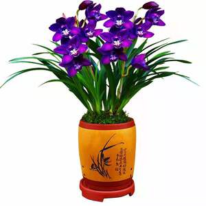 200人付款淘宝兰花苗【金太子】矮种建兰浓香室内盆栽四季花卉绿植