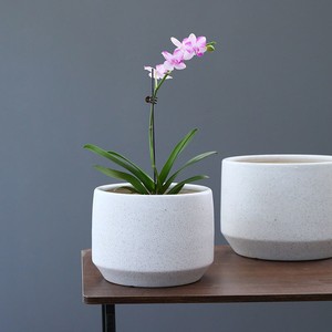 网红蝴蝶兰花盆特价清仓陶瓷大号简约创意家用阳台兰花绿萝透气