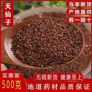 天仙子 野生南天仙子天仙子 南天仙子茶包邮 材