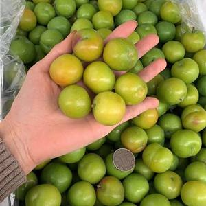 现摘当季三月李子孕妇新鲜水果三华李酸脆青珍珠李水李3/5斤.