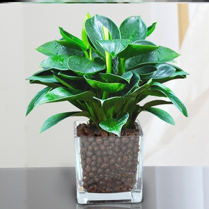 室内盆栽植物不需要阳光开花不用晒太阳的绿植喜阴花卉冬天不怕冻