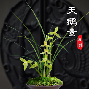 兰花春剑天鹅素绿植花卉盆栽春兰花卉盆栽易活四季室内好养小植物
