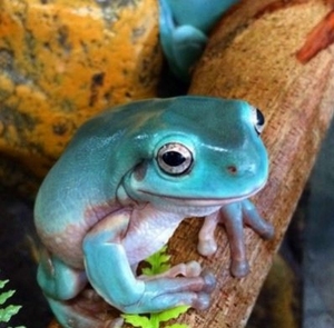 澳洲蓝姥爷树蛙宠物姥爷活体黏黏蛙宠物蛙绿蓝姥爷树蛙优惠全品