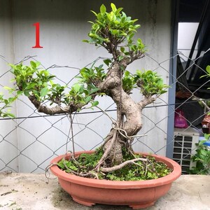 榕树盆景老桩大型庭院蓬栽蓉树小盆栽花木含盆龙树植物办公桌t