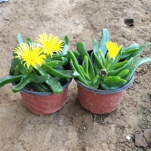 新款佛手托金多肉植物宝绿净舌叶兰花化空气仙人佛手千掌佛手室.