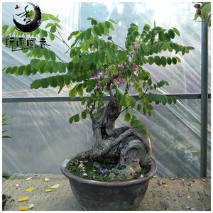 红花槐盆景盆栽绿植树苗 香花槐紫穗槐刺槐槐洋槐花树