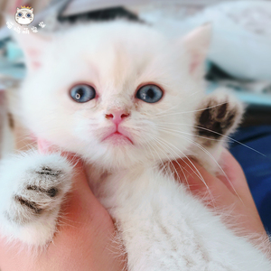 喵呜萌宠金渐层金点英短猫咪幼猫上海实体可上门挑选猫咪活体宠物