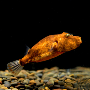 野生红木瓜狗头河豚凶猛热带观赏鱼宠物淡水绿翡翠木瓜狗头活鱼