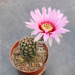 折墨虾仙人球实生