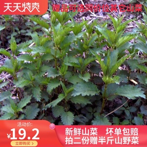 蛰麻子东北野生蔬菜新鲜黑龙江荨麻2021年大地小菜新品500g山野菜