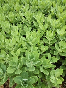 痒痒草盆栽蝎子草防蚊虫叮咬驱蚊阳台室内花卉植物止痒e盆景.