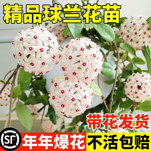 球兰带花大苗盆栽绿植吊兰家养常绿室内外四季开花卉植物爬藤攀援