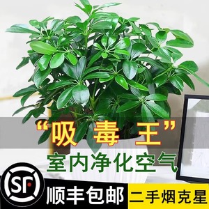 鸭脚木盆栽绿萝箩室内花卉绿植水培植物四季好养发财树苗吸除甲醛