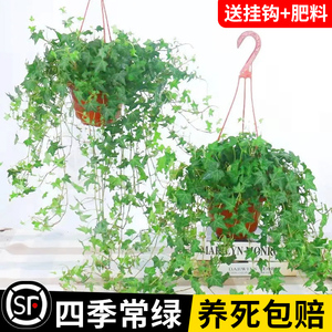 常春藤盆栽室内绿植吊兰垂吊植物阳台吸甲醛四季常青好养长青爬藤