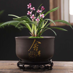 紫砂兰草花盆君子兰带托盘蝴蝶兰盆景陶瓷盆栽室内客厅兰花专用盆
