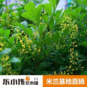 四季开花米兰花盆栽苗绿植四季常青芳香浓郁植物室内阳台驱蚊植物