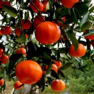 四川红橘万州古红桔川红柑橘古老树陈皮万县四川大红袍包邮