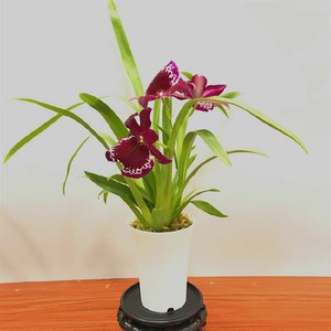 兰花洋兰文心g兰米尔绿兰大花室内植物特公室桌面盆栽净化空气办