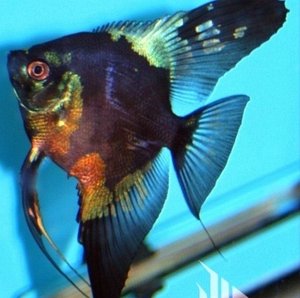 水墨绿神仙鱼/埃及燕鱼/红魔鬼/秘鲁/魔门斯卡/沉木草缸/宝莲灯