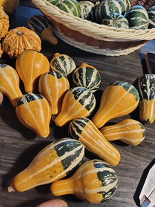 把玩堵青皮墨西哥虞美人葫芦小淘气观赏南瓜西瓜球摆件