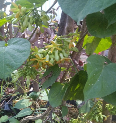 新品藤本食用夜香花夜兰香苗夜来香花菜千里香夜兰花b驱蚊植物