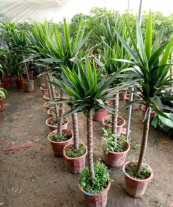 荷兰铁树高杆植物盆栽北欧式风格植物客厅阳台别墅适合办公.