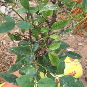 80康卓种业淘宝金樱子苗野生种子刺梨子树苗金英子刺糖罐泡酒料材