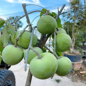 冰淇淋果苗(白柿)南北方种植果树苗盆栽地栽当年结果苗