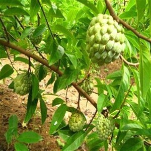 荔枝庭院正宗苖果树嫁接苗释迦果苗种植南方广西树苗发货黄龙地栽