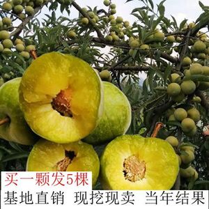 新品种四川脱骨李子苗五月脆青脆蜂糖李子树苗南方种植水果树果苗