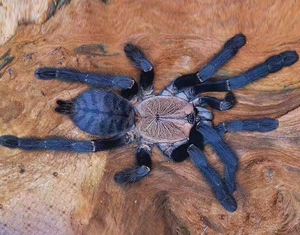 印尼金背地老虎足展2-8厘米树栖地老虎凶猛宠物蜘蛛活体金色背甲