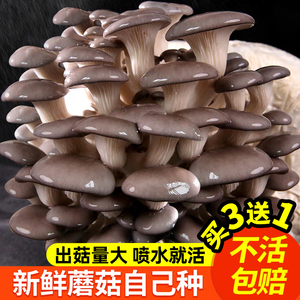 蘑菇种植包平菇香菇菌种菌包家种食用菌磨菇儿童自种家庭种子批发