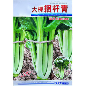 大棵捆杆青菜种子 芽菜种子甜杆青菜种子牛耳朵青菜 抗病耐热耐寒