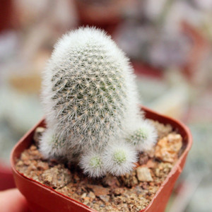 雪丽山仙人球 开橙色花卉 子孙球群生宝山属多肉 软刺植物小盆栽