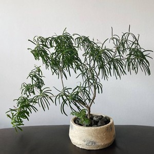 柳麒麟多肉植物大戟科花卉盆栽室内绿植盆景柳叶麒v麟块根造景老