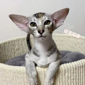 东方短毛猫黑色