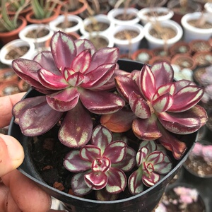 丸叶红司龙骨红司多肉植物多头群生小老桩羽之园艺多肉组合.