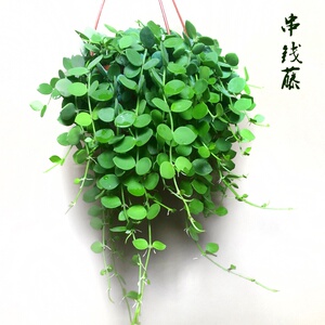 新品串钱藤悬挂吊兰钱多多室内阳台绿植物肉多多串金钱优质藤蔓