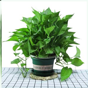 绿罗兰大盆栽绿罗兰盆栽大盆醛室内植物净化空气绿萝水培室内花卉