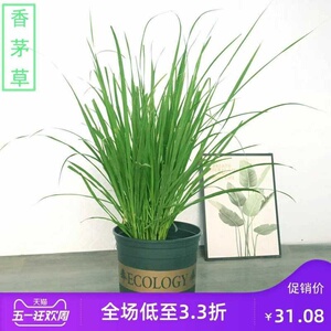 香草植物班香料香兰茅草迷迭香盆栽鲜绿叶新莳萝泰国香兰料食用植