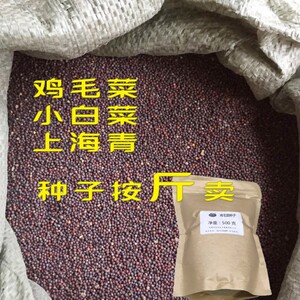 智鸡毛菜种子四季小白菜子高梗白生长快速小油菜蔬菜籽阳台播种