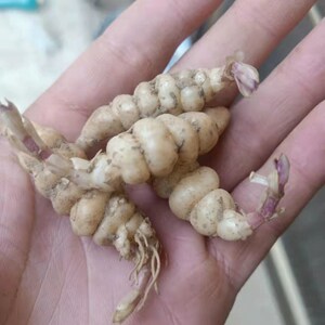 新鲜现挖农家地环菜宝塔菜菜地牯牛蔬菜地葫芦甘露子泡菜