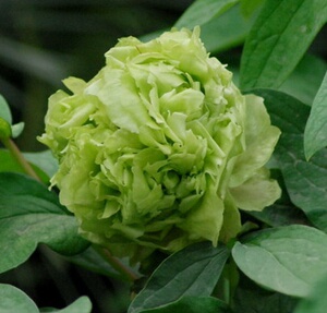 盆栽花卉观花室内菏泽绿色春柳重瓣多层活动牡丹系绿正宗牡o丹植