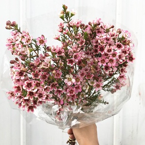 新鲜腊梅鲜切花饱满花朵澳梅生日家庭插花云南鲜花直发全国速递