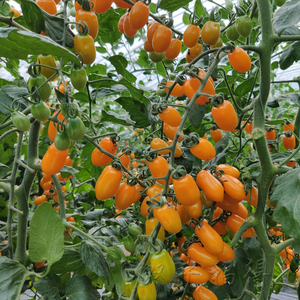 黄花生番茄柿子种子超甜樱桃小圣女果籽春季四季阳台盆栽蔬菜种孑